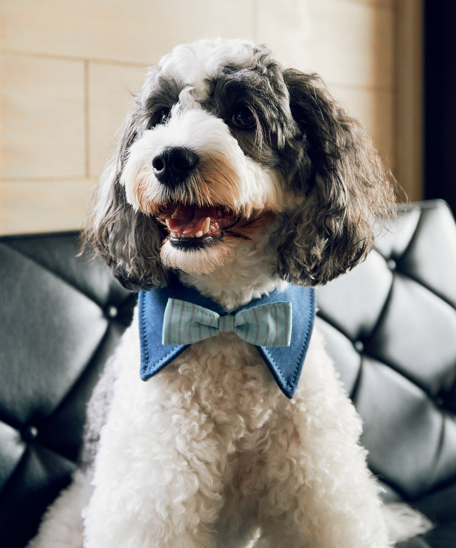 ROPE PICNIC PASSAGE「【comif(コミフ)&times;ROPE' PICNIC】【DOG】襟付き蝶ネクタイ」|その他|