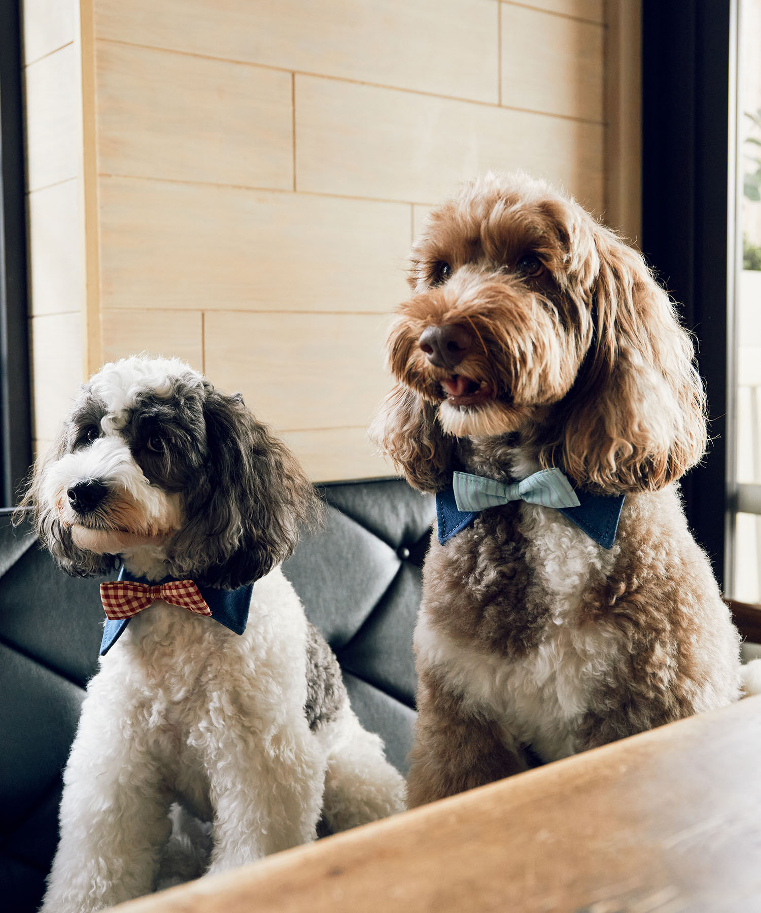 ROPE PICNIC PASSAGE「【comif(コミフ)&times;ROPE' PICNIC】【DOG】襟付き蝶ネクタイ」|その他|