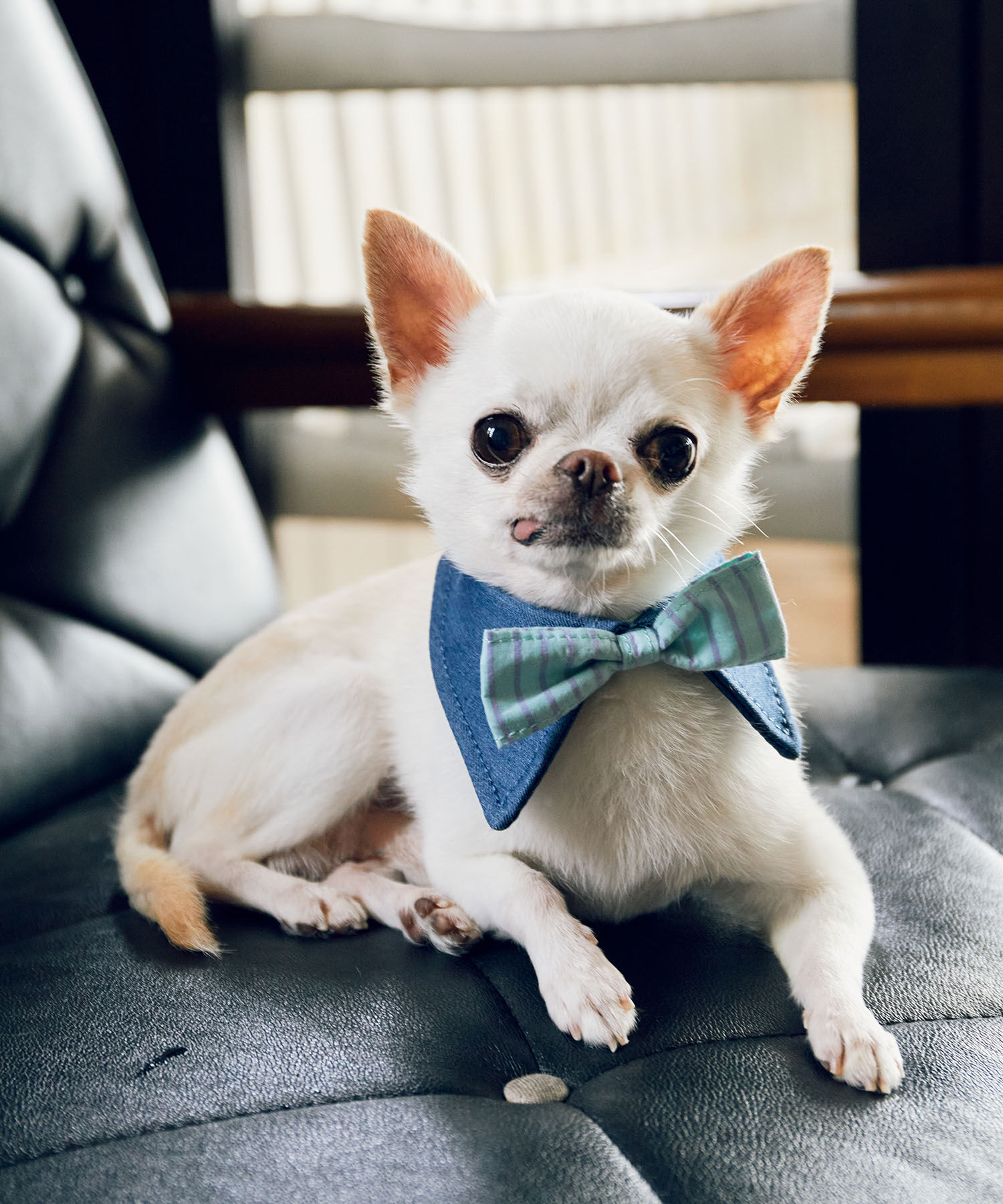 ROPE PICNIC PASSAGE「【comif(コミフ)&times;ROPE' PICNIC】【DOG】襟付き蝶ネクタイ」|その他|