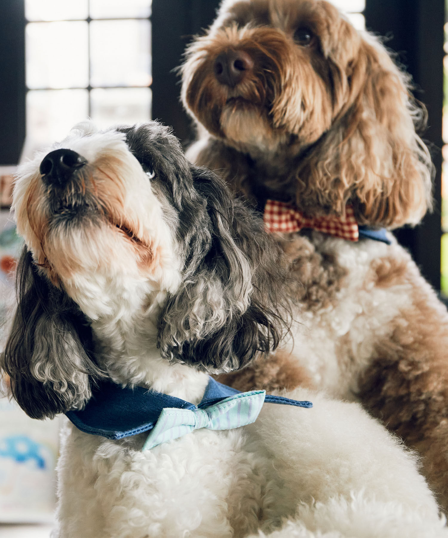 ROPE PICNIC PASSAGE「【comif(コミフ)&times;ROPE' PICNIC】【DOG】襟付き蝶ネクタイ」|その他|