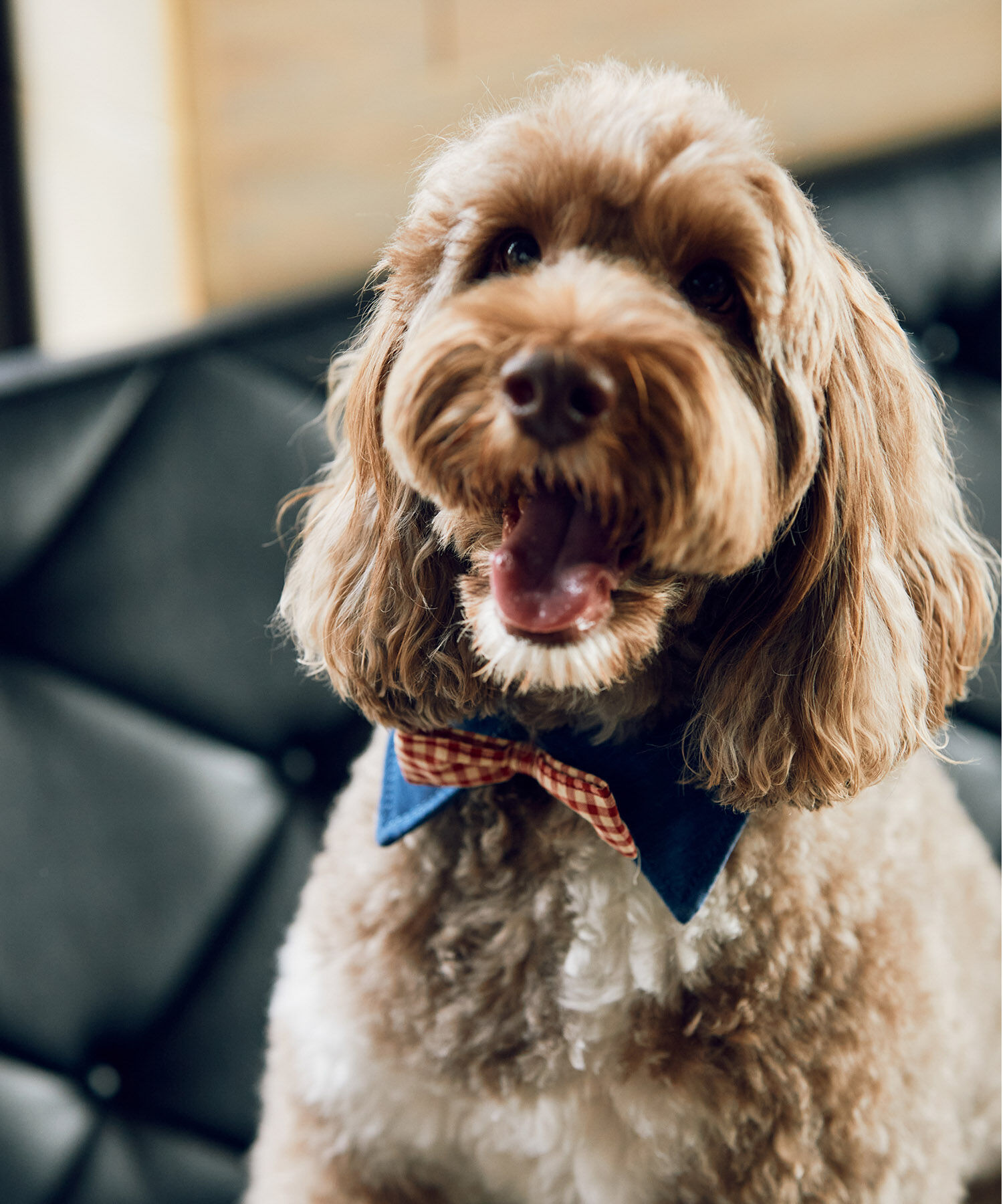 ROPE PICNIC PASSAGE「【comif(コミフ)&times;ROPE' PICNIC】【DOG】襟付き蝶ネクタイ」|その他|