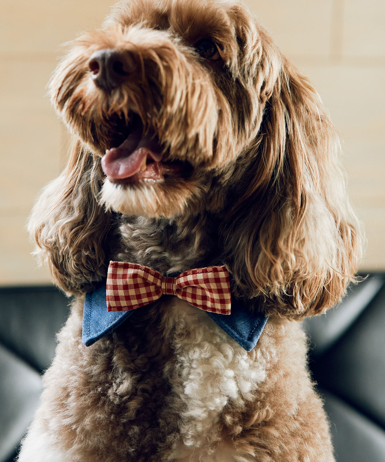 ROPE PICNIC PASSAGE「【comif(コミフ)&times;ROPE' PICNIC】【DOG】襟付き蝶ネクタイ」|その他|