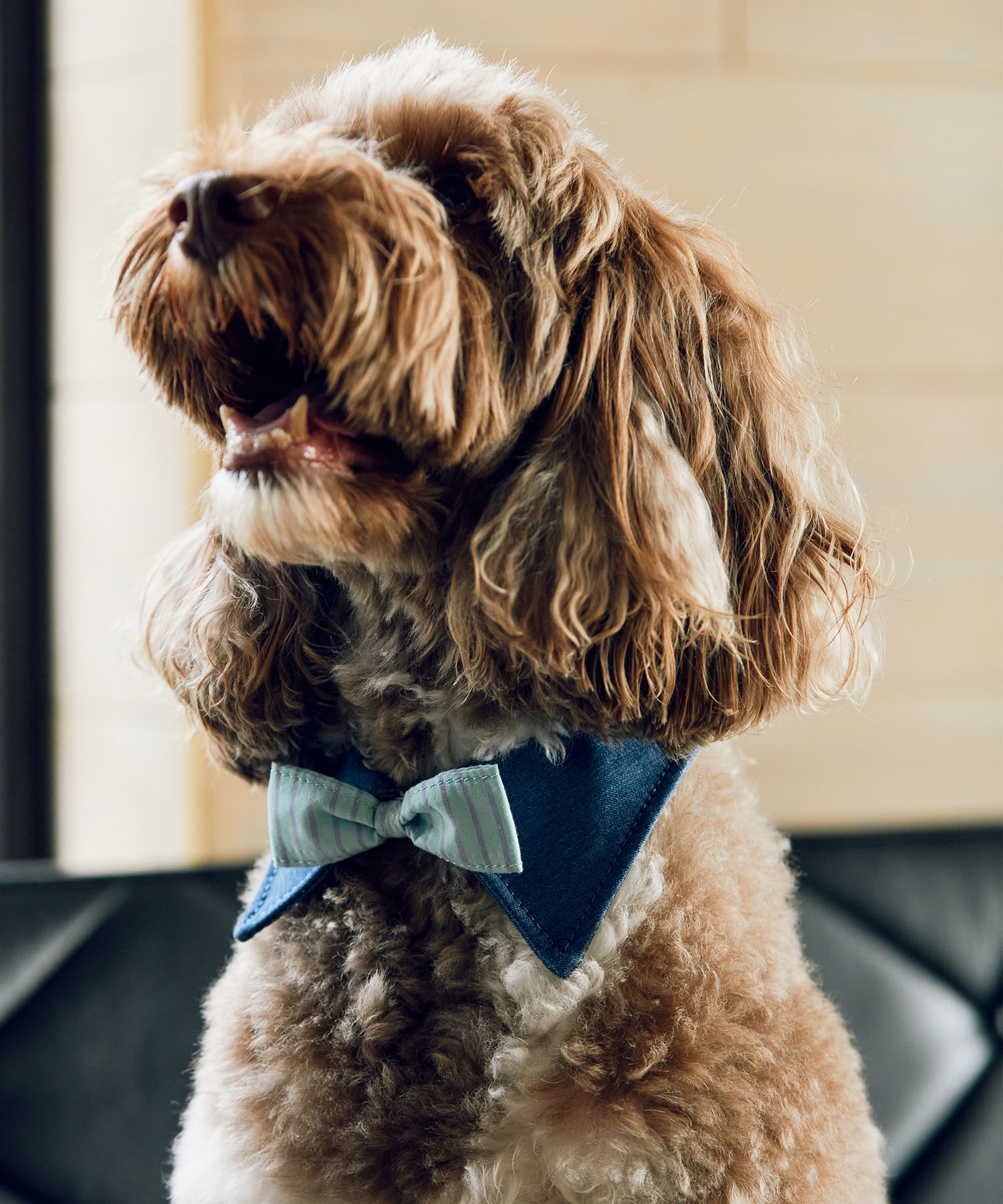 ROPE PICNIC PASSAGE「【comif(コミフ)&times;ROPE' PICNIC】【DOG】襟付き蝶ネクタイ」|その他|