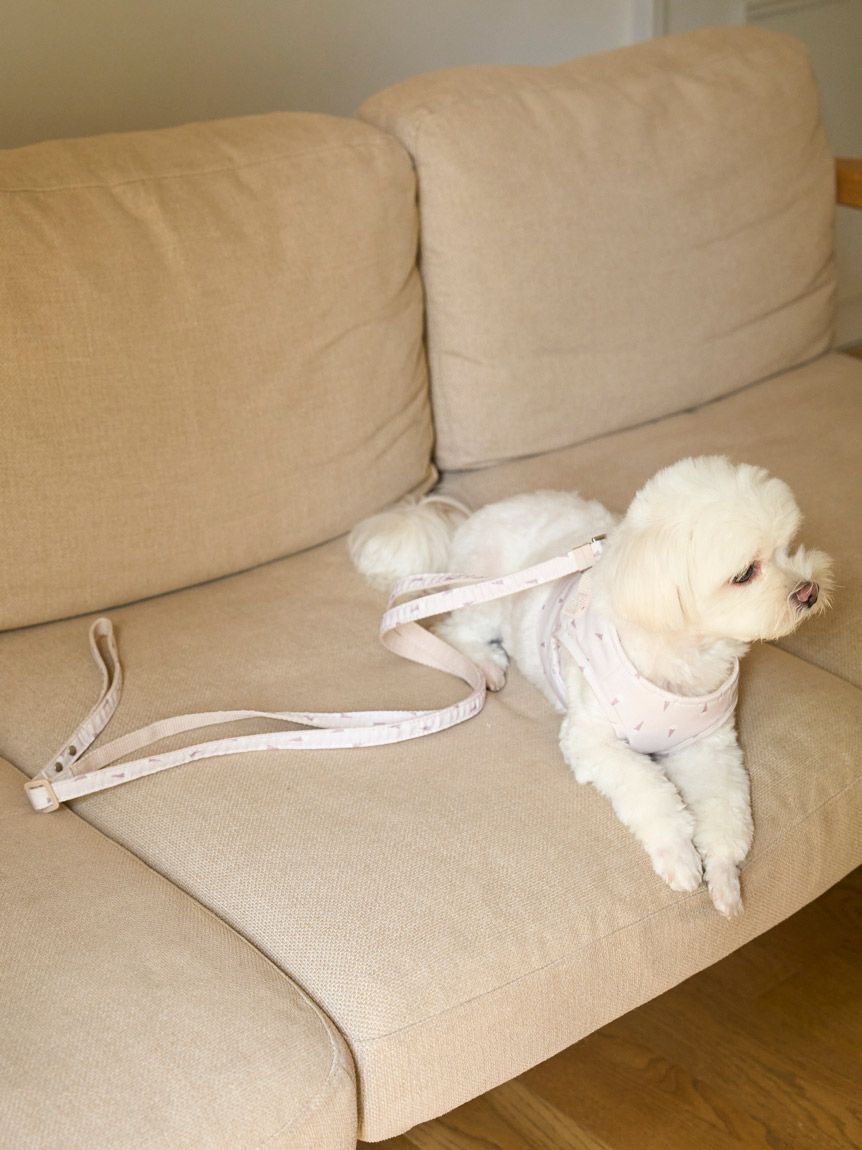  GELATO PIQUE CAT&DOG「【CAT&DOG】【販路限定商品】モチーフ柄リード」|その他|