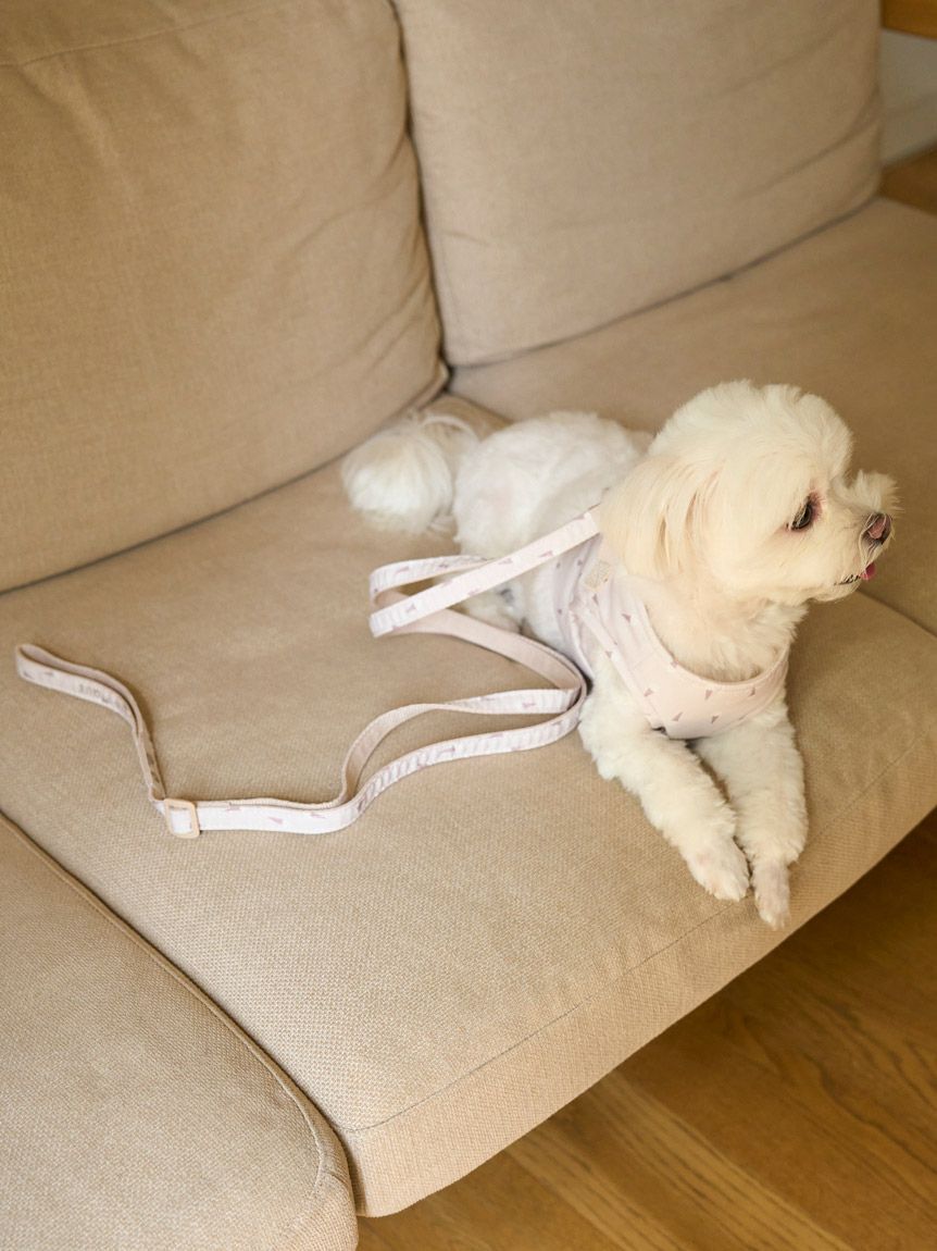  GELATO PIQUE CAT&DOG「【CAT&DOG】【販路限定商品】モチーフ柄リード」|その他|