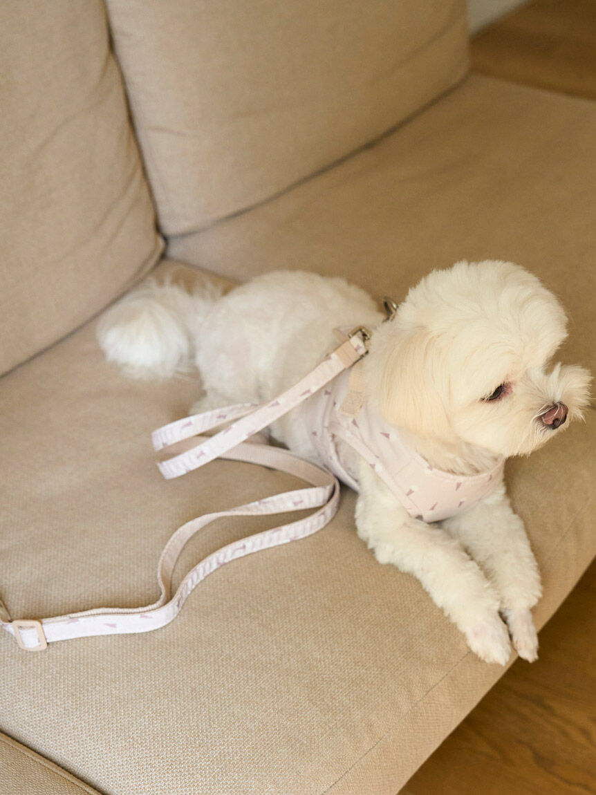  GELATO PIQUE CAT&DOG「【CAT&DOG】【販路限定商品】モチーフ柄リード」|その他|