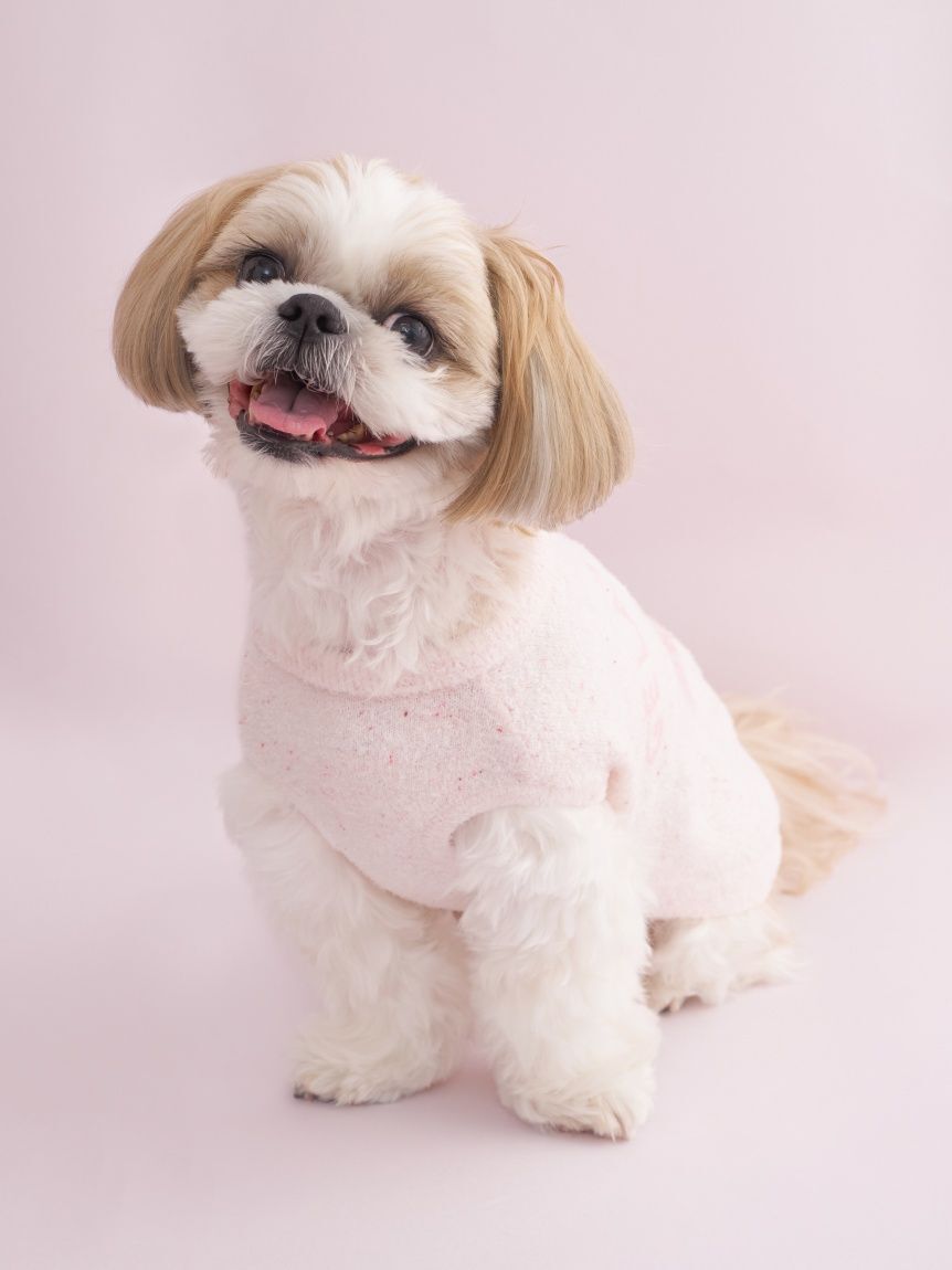  GELATO PIQUE CAT&DOG「【CAT&DOG】【Birthday】スムーズィーカップケーキジャガードプルオーバー」|その他|