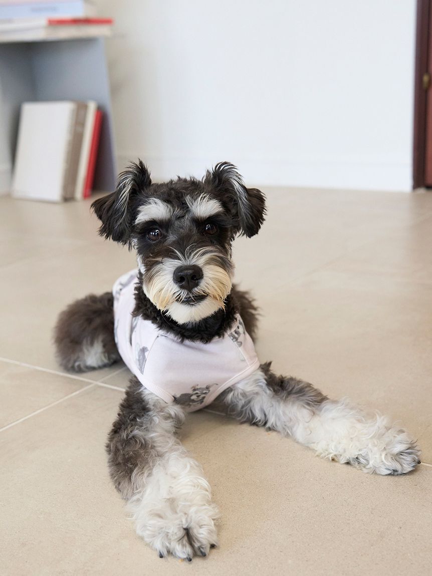  GELATO PIQUE CAT&DOG「【CAT&DOG】シュナウザー柄カットソープルオーバー」|その他|