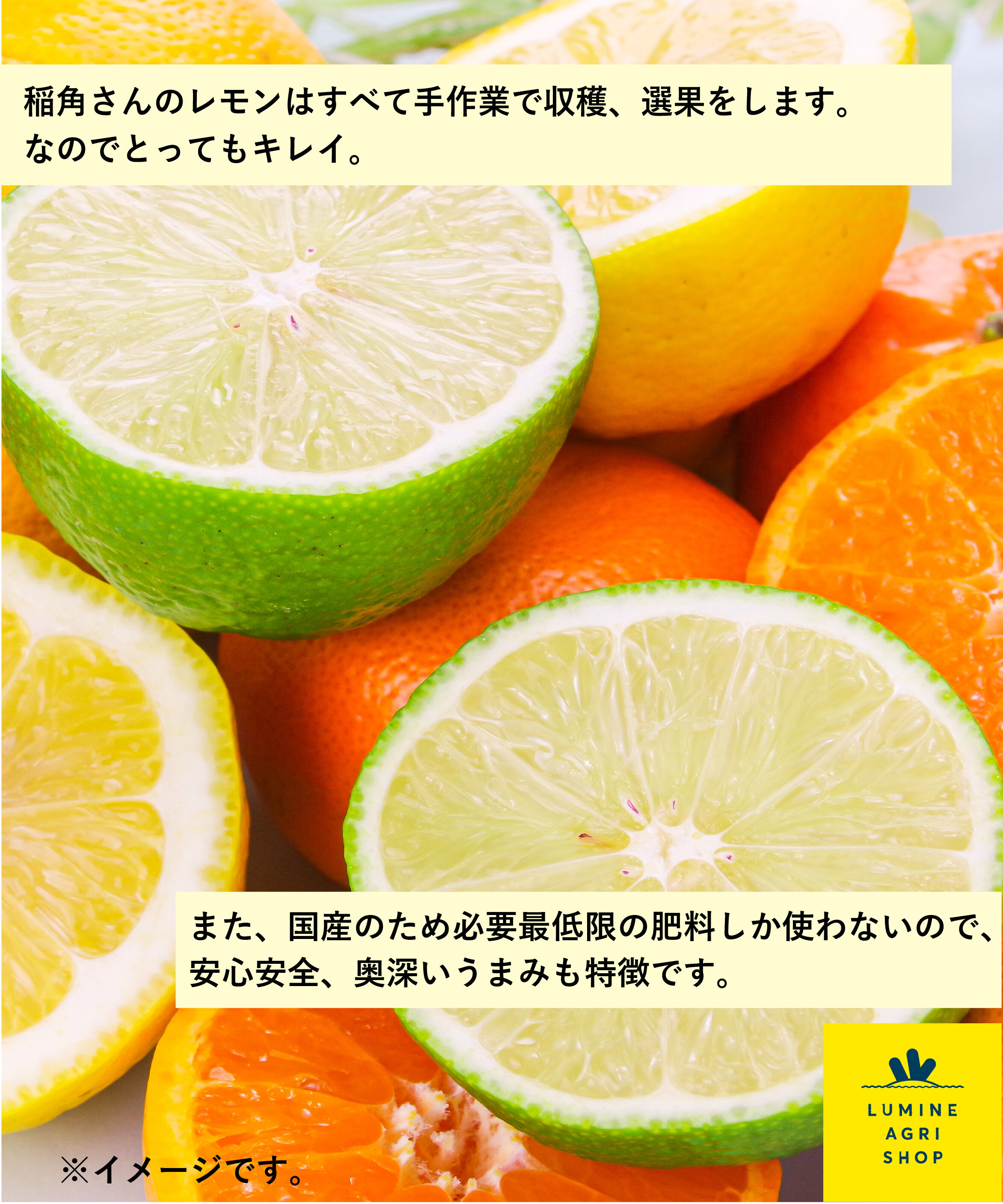 LUMINE AGRI SHOP「【L-FARMERS】稲角さん家の柑橘ﾊﾞﾗｴﾃｨｾｯﾄ」|果物・野菜|