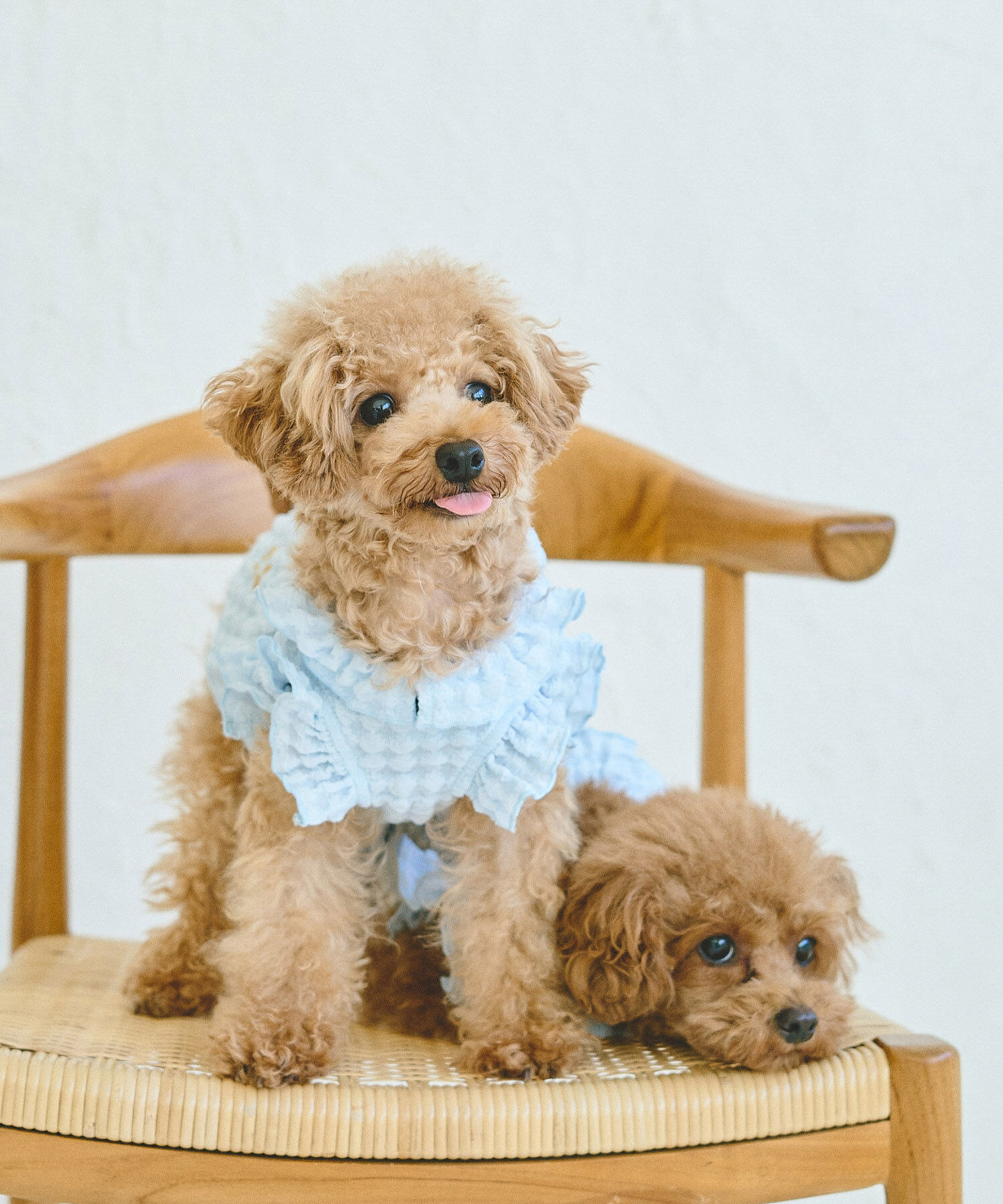 ROPE PICNIC PASSAGE「【DOG】ぽこぽこギャザーワンピース」|その他|サックス(48)