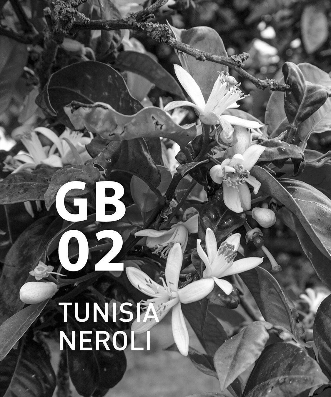 アットアロマ「GB02 チュニジアネロリ 10ml」|アロマ・ルームフレグランス|