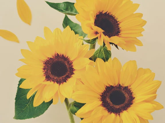 Flora Notis JILL STUART「フローラノーティス ジルスチュアート オードパルファン 100mL」|香水・フレグランス|