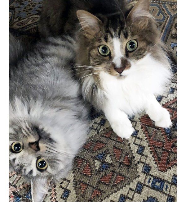 ACME「GLENOAKS RUG 120x160 グレンオークスラグ」|その他|