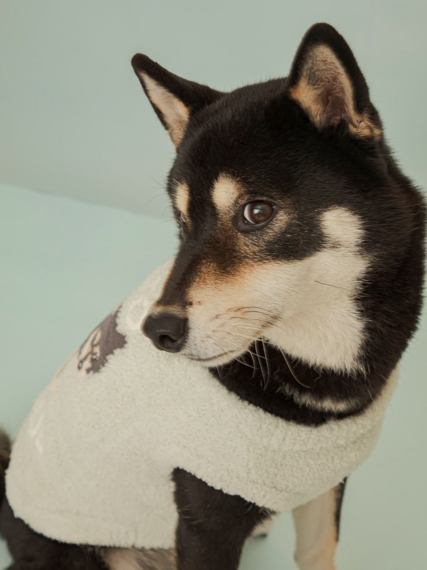  GELATO PIQUE CAT&DOG「【CAT&DOG】柴犬ジャガードプルオーバー」|その他|