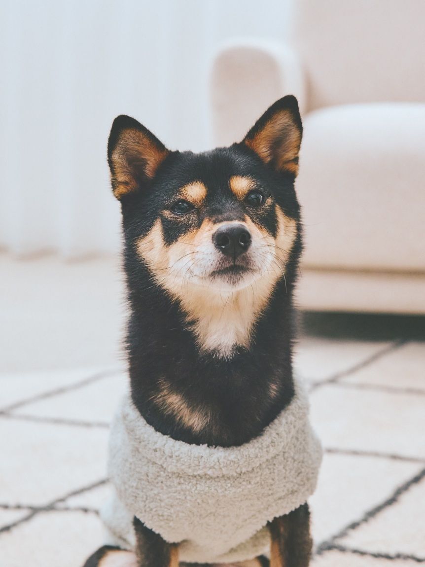  GELATO PIQUE CAT&DOG「【CAT&DOG】柴犬ジャガードプルオーバー」|その他|