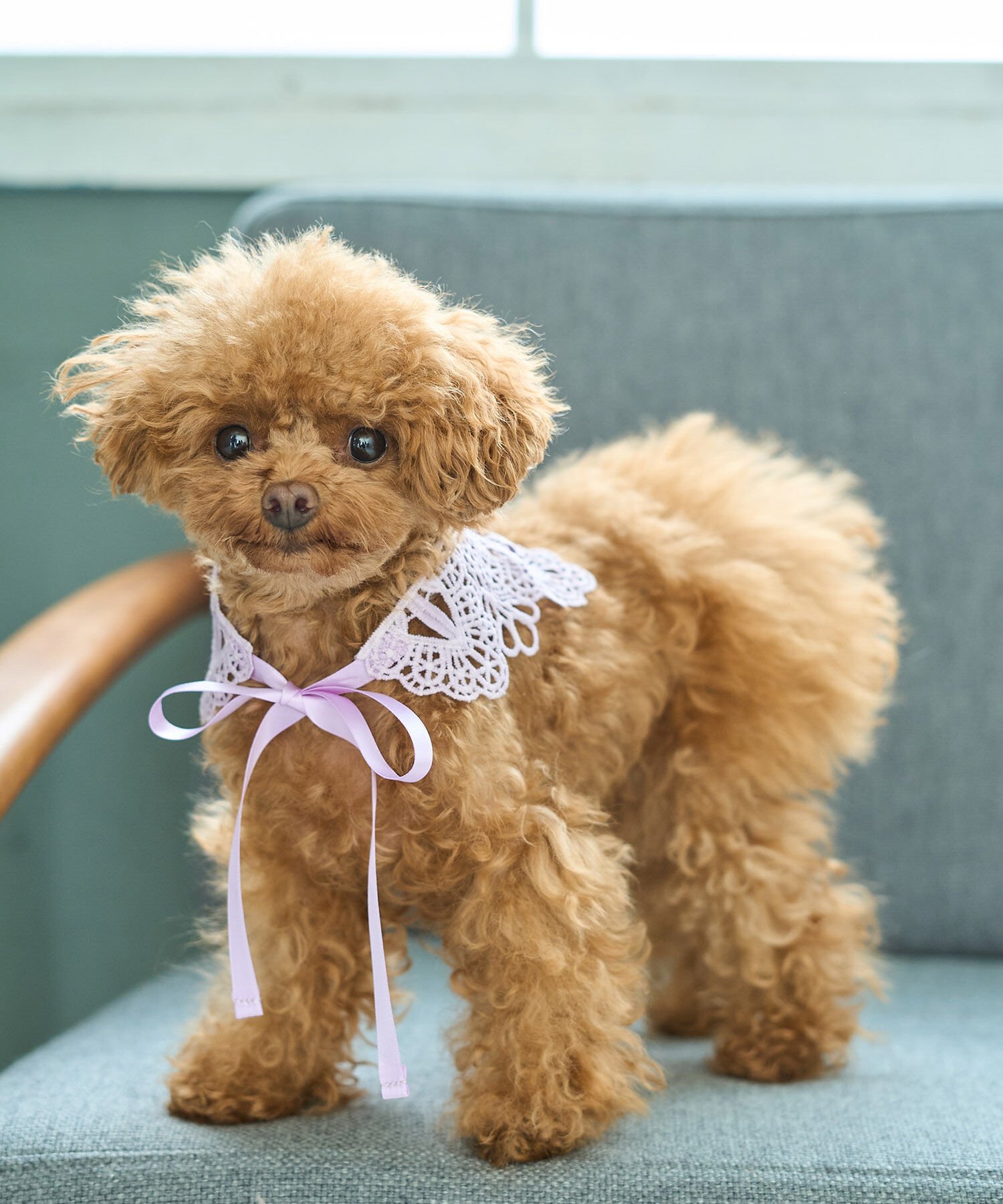 ROPE PICNIC PASSAGE「【DOG】レースつけ襟」|その他|