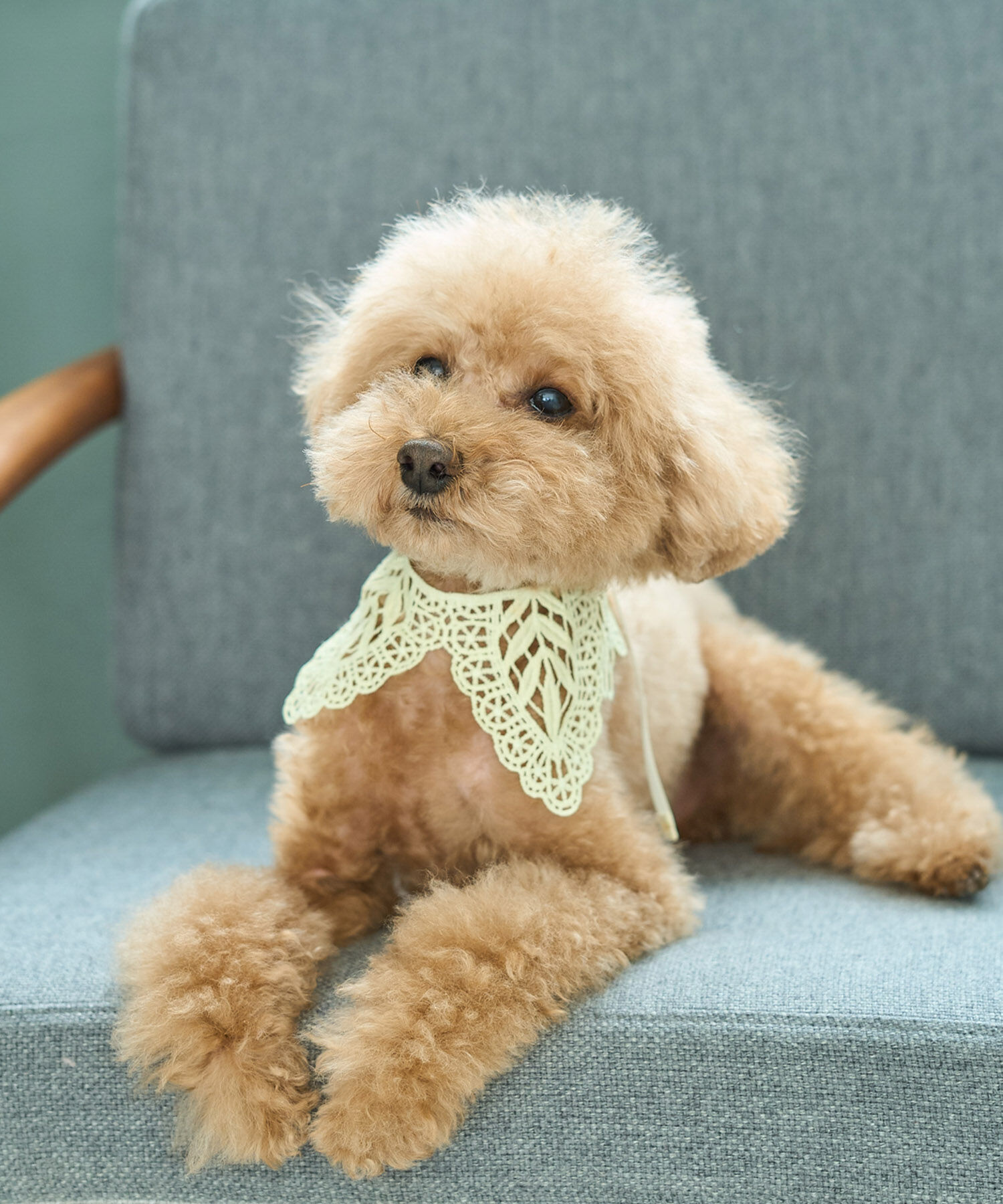 ROPE PICNIC PASSAGE「【DOG】レースつけ襟」|その他|クリーム(83)