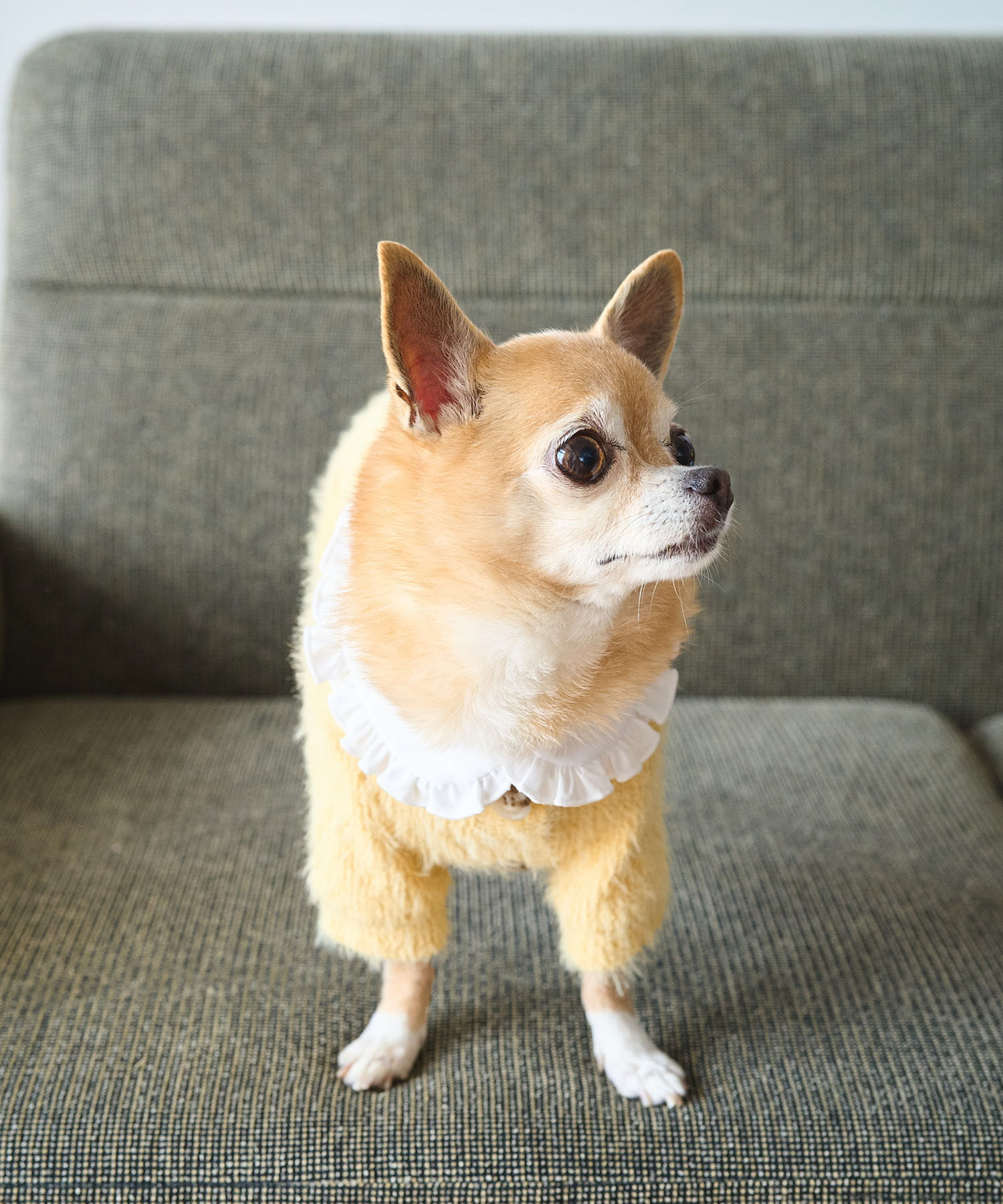 ROPE PICNIC PASSAGE「【DOG】ビックカラーカーディガン」|その他|