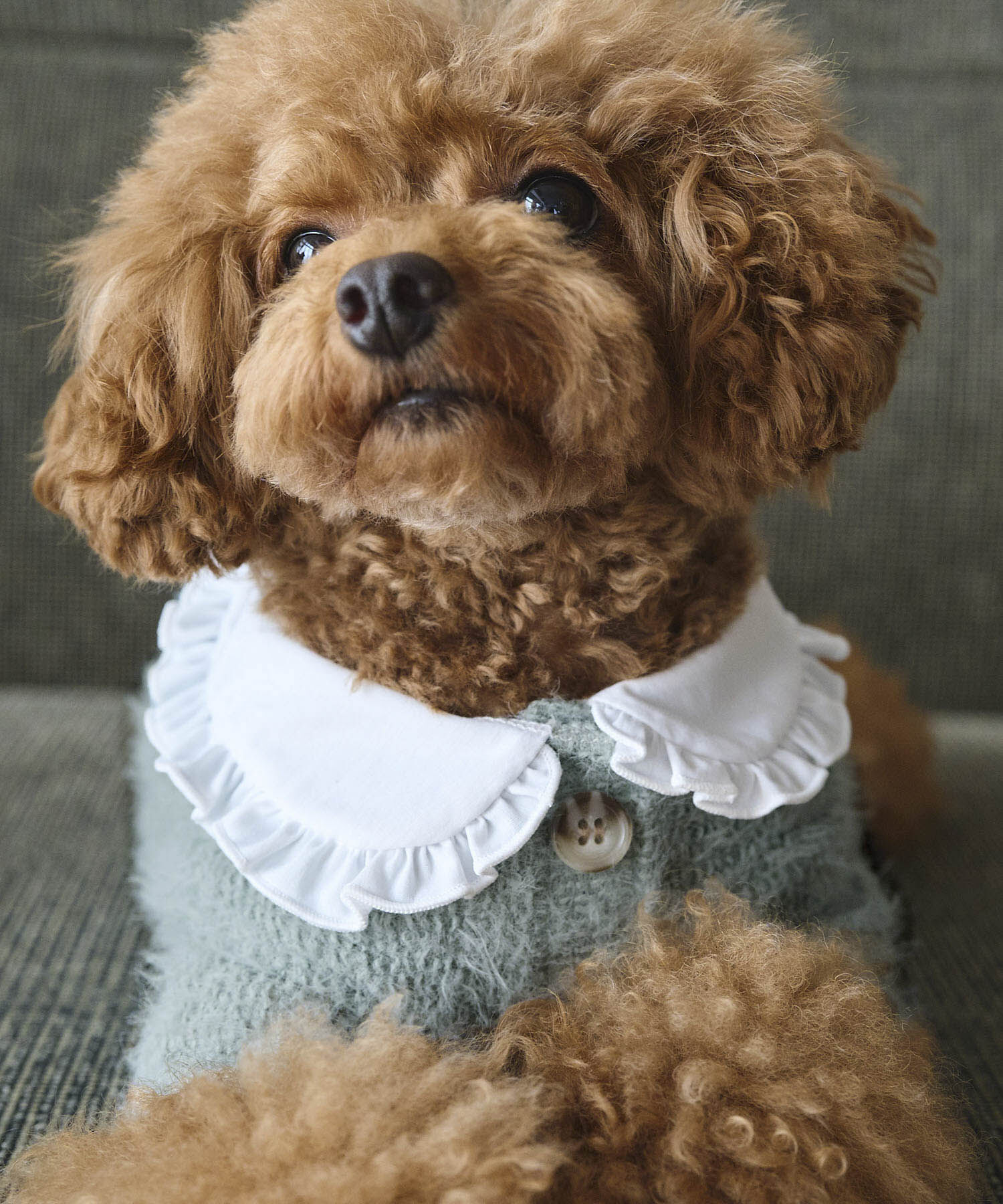 ROPE PICNIC PASSAGE「【DOG】ビックカラーカーディガン」|その他|