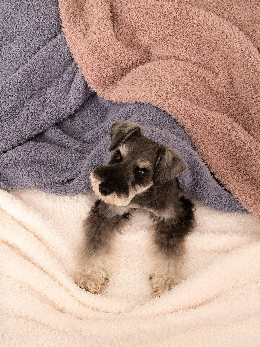 gelato pique Sleep「【Sleep】ジェラート マルチカバー」|その他|