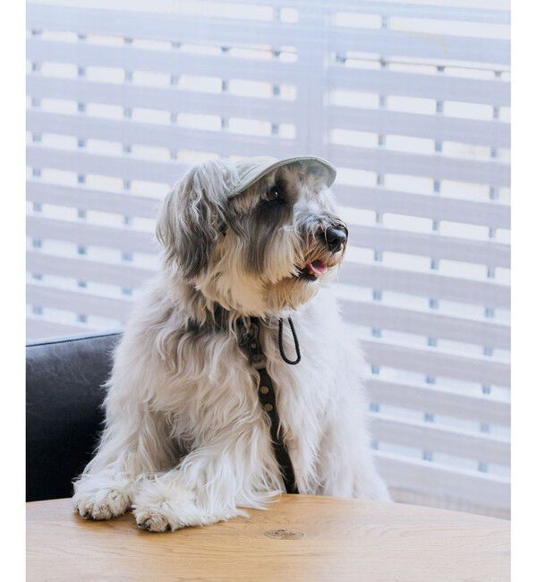 ROPE PICNIC PASSAGE「【DOG】【comif(コミフ)&times;ROPE' PICNIC】シャイニーキャップ/リンクコーデ」|その他|