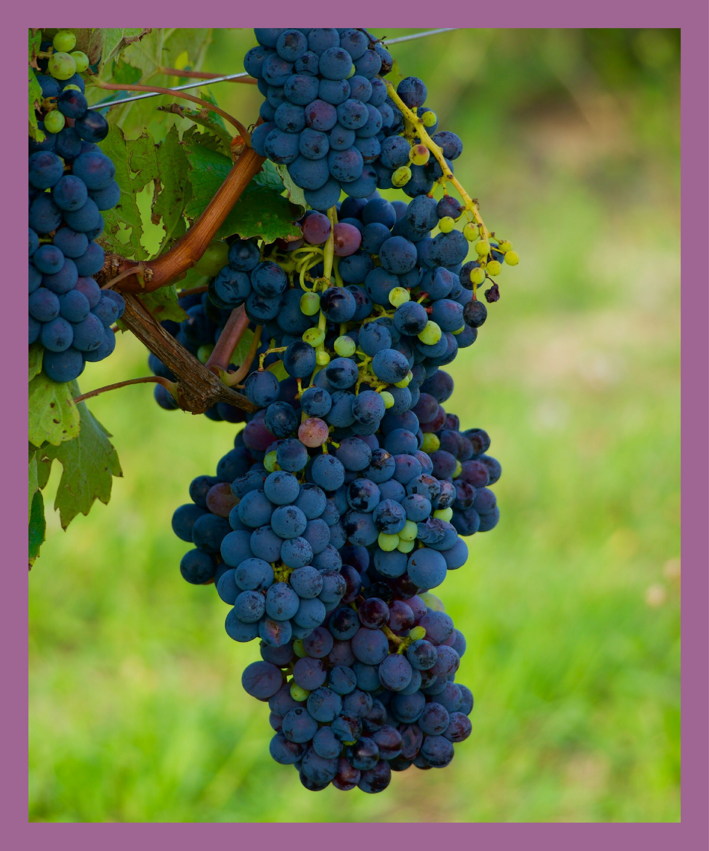 LUMINE AGRI SHOP「【赤白ｾｯﾄ】国産ブドウ果汁100％ジュースセット」|水・飲料・コーヒー・紅茶|