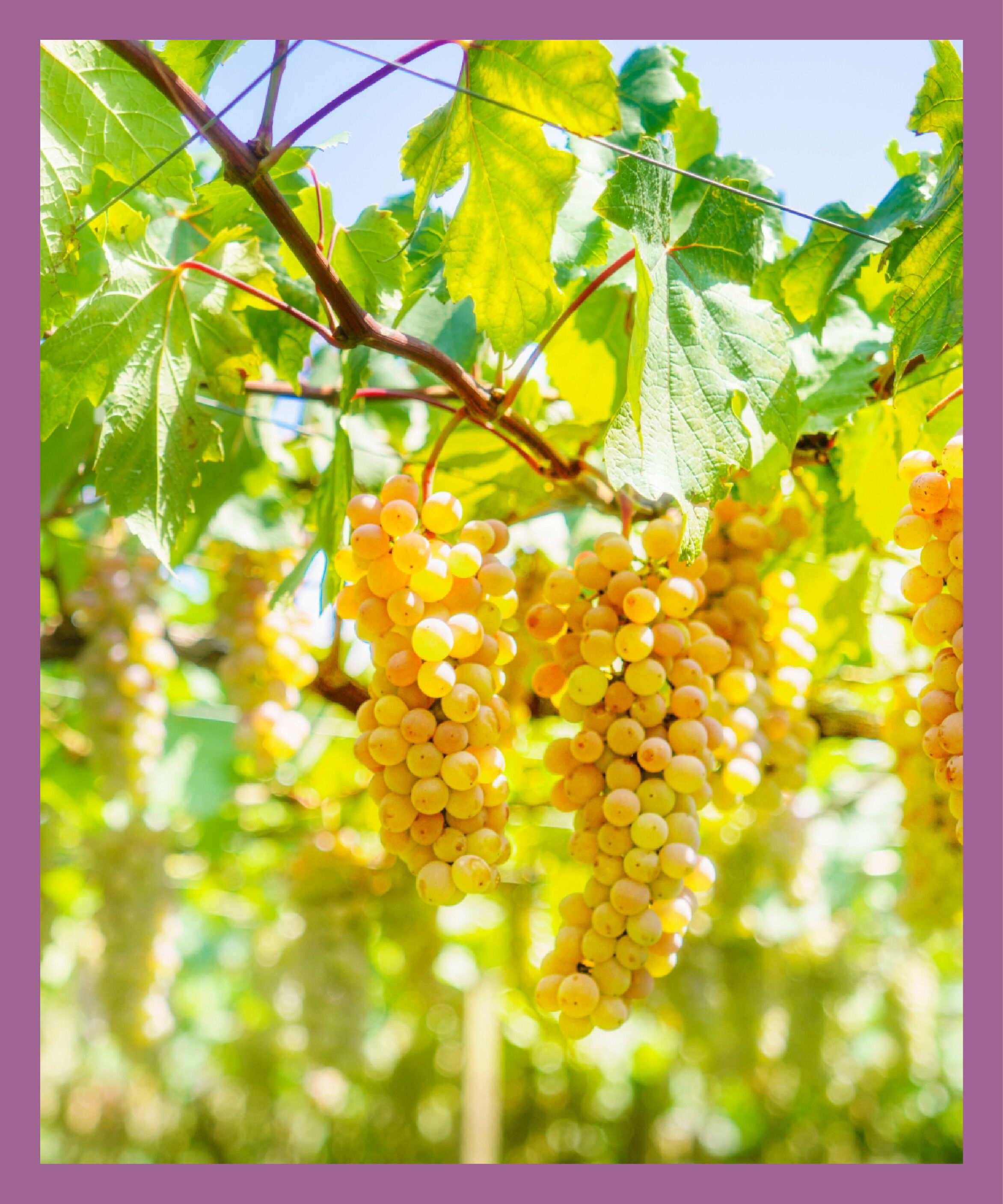 LUMINE AGRI SHOP「【新酒＆にごり】デラウェア飲み比べセット」|ワイン|