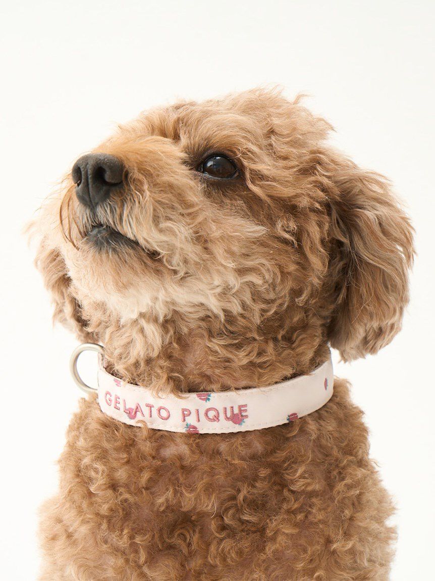  GELATO PIQUE CAT&DOG「【CAT&DOG】【販路限定商品】モチーフ柄首輪」|その他|