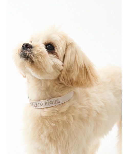  GELATO PIQUE CAT&DOG「【CAT&DOG】【販路限定商品】モチーフ柄首輪」|その他|