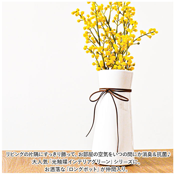 BACKYARD FAMILY「光触媒 造花 通販 フェイクグリーン イミテーショングリーン 人工観葉植物 消臭 抗菌 花」|その他|