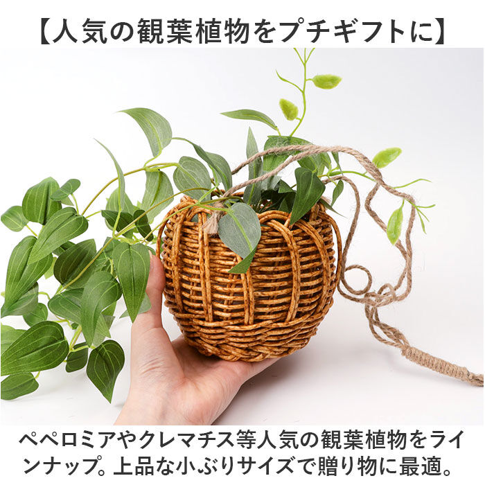 BACKYARD FAMILY「光触媒 フェイクグリーン 通販 観葉植物 人工観葉植物 ハンギング 吊り下げ ハンギングバスケット」|その他|