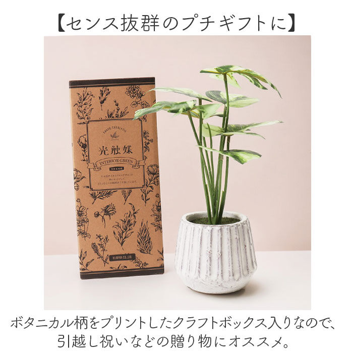 BACKYARD FAMILY「光触媒 フェイクグリーン 通販 人工観葉植物 イミテーショングリーン インテリアグリーン 消臭」|その他|