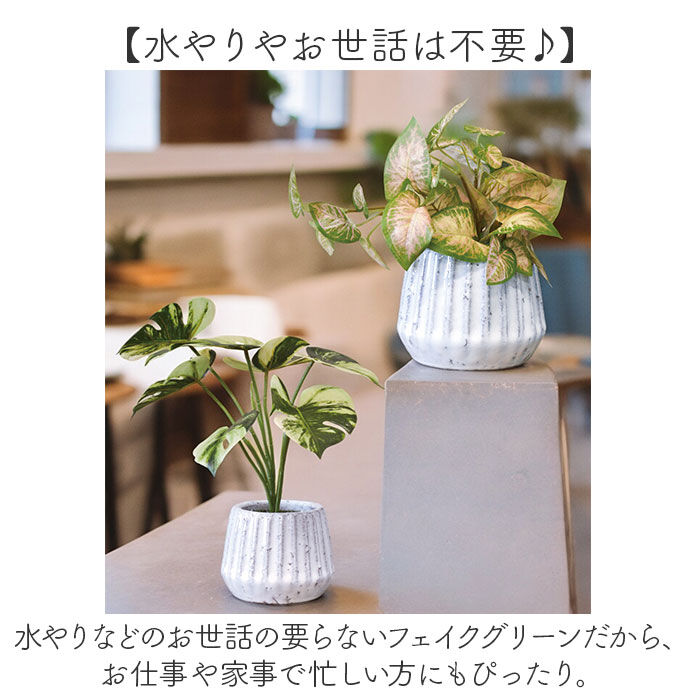 BACKYARD FAMILY「光触媒 フェイクグリーン 通販 人工観葉植物 イミテーショングリーン インテリアグリーン 消臭」|その他|