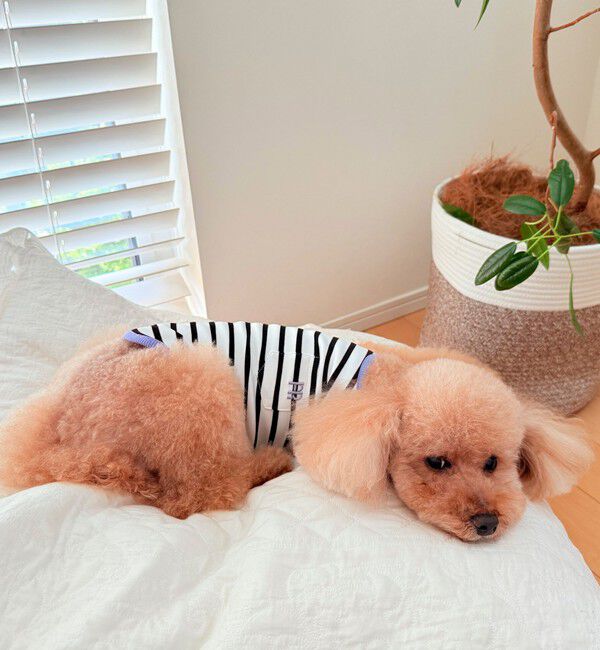 fredy emue「【FR PETS】FR刺繍ボーダーノースリーブTee」|Tシャツ・カットソー|