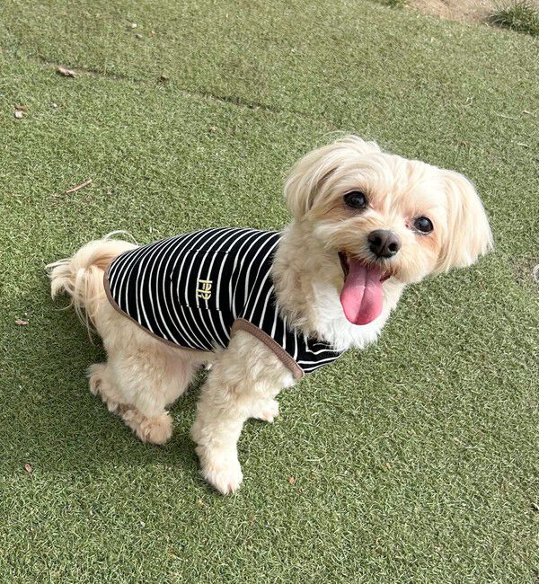 fredy emue「【FR PETS】FR刺繍ボーダーノースリーブTee」|Tシャツ・カットソー|ブラック系その他