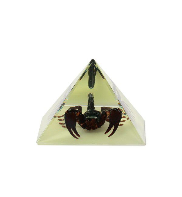 BEAMS「REAL BUG / Pyramid」|その他|