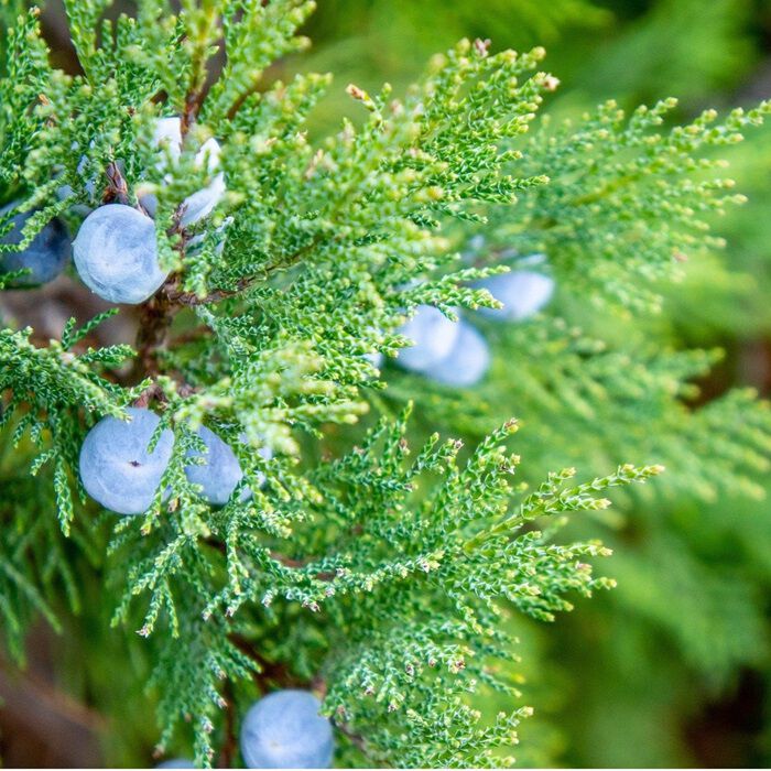 BACKYARD FAMILY「木製品 手入れ セット 通販 日本製 木材 ワックス 木に塗る オイル 無香料 竹繊維のクロス」|その他|