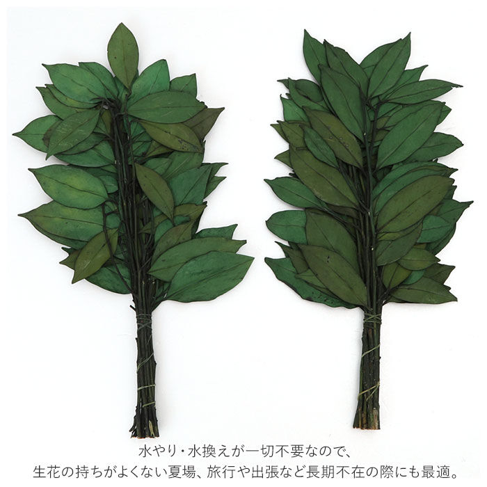 BACKYARD FAMILY「プリザーブド 榊 通販 32cm 一対 プリザーブド榊 さかき サカキ 2本 枯れない 水やり不要」|その他|