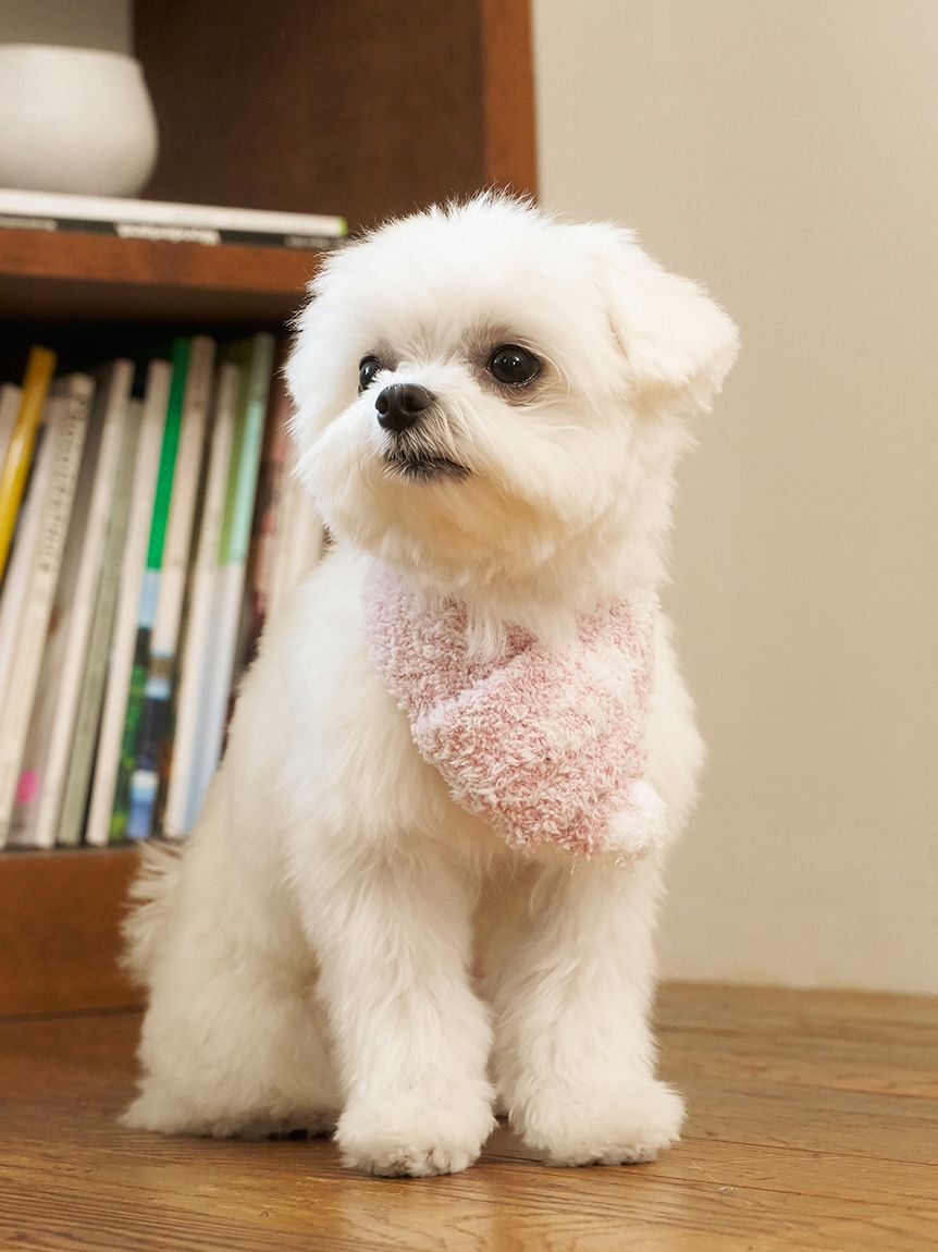  GELATO PIQUE CAT&DOG「【CAT&DOG】ジェラートメランジマフラー」|その他|