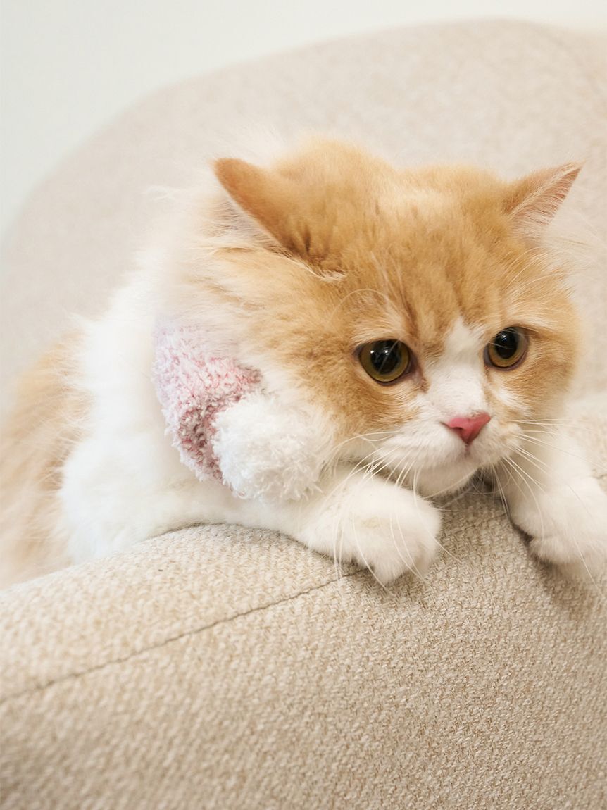  GELATO PIQUE CAT&DOG「【CAT&DOG】ジェラートメランジマフラー」|その他|