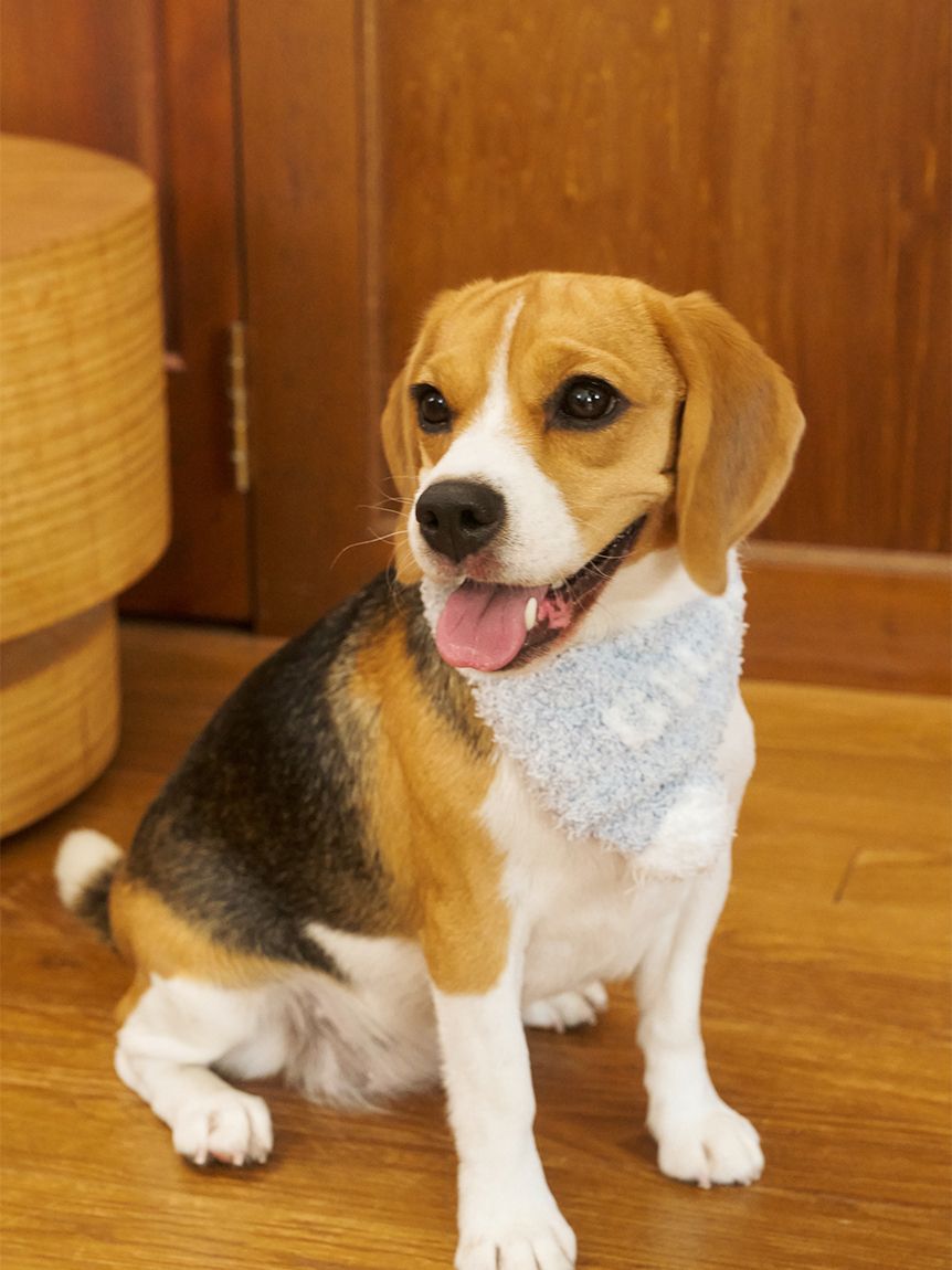  GELATO PIQUE CAT&DOG「【CAT&DOG】ジェラートメランジマフラー」|その他|