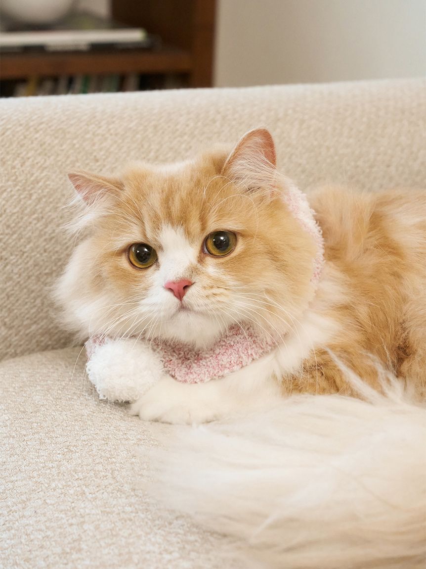  GELATO PIQUE CAT&DOG「【CAT&DOG】ジェラートメランジマフラー」|その他|