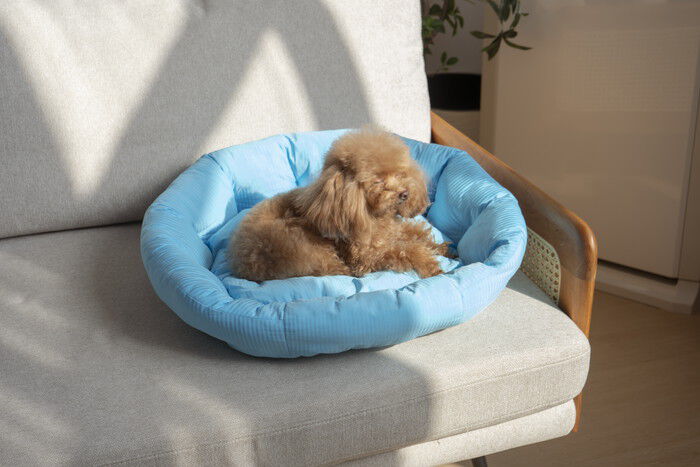 BACKYARD FAMILY「ペットベット ひんやり 通販 ラウンドペットベッド ラウンド ペットマット クールパッド」|その他|