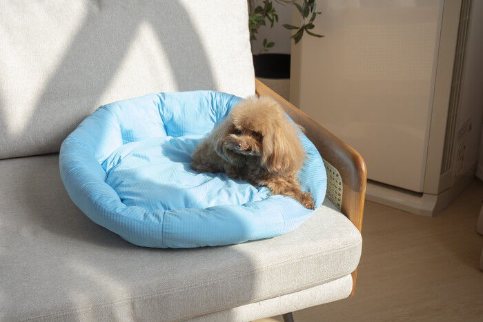 BACKYARD FAMILY「ペットベット ひんやり 通販 ラウンドペットベッド ラウンド ペットマット クールパッド」|その他|