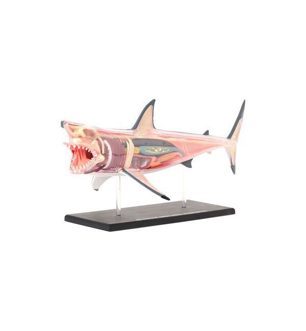 BEAMS「4D MASTER / ANIMAL ANATOMY」|その他|WHITE_SHARK