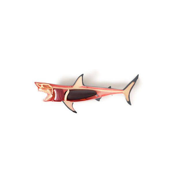 BEAMS「4D MASTER / ANIMAL ANATOMY」|その他|