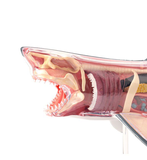 BEAMS「4D MASTER / ANIMAL ANATOMY」|その他|