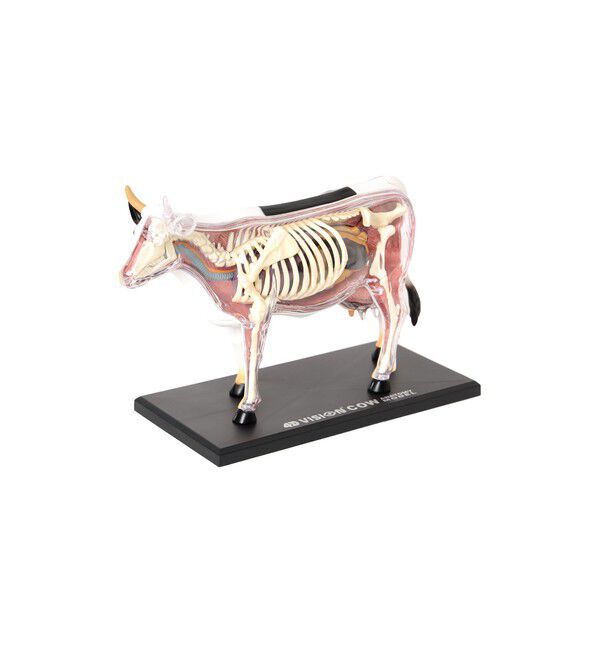 BEAMS「4D MASTER / ANIMAL ANATOMY」|その他|COW