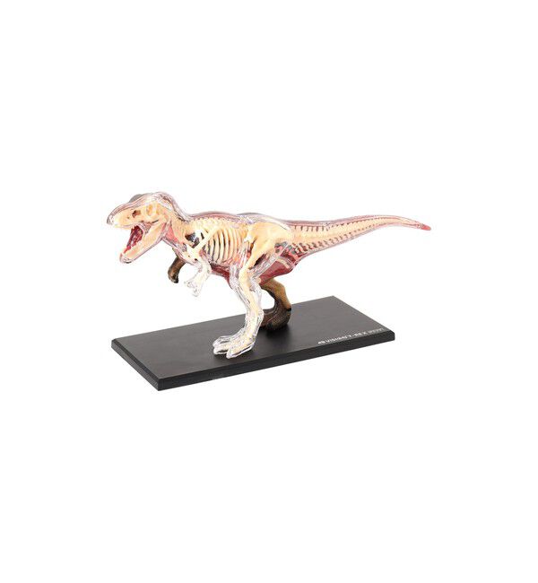 BEAMS「4D MASTER / ANIMAL ANATOMY」|その他|T-REX