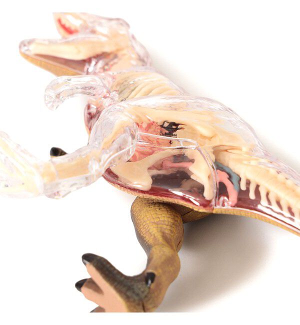 BEAMS「4D MASTER / ANIMAL ANATOMY」|その他|